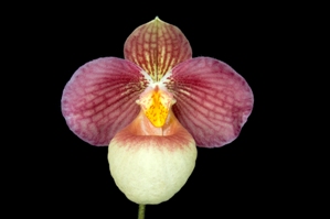 Paphiopedilum Lola Bird SVO Raspberry Jam AM/AOS 82 pts.